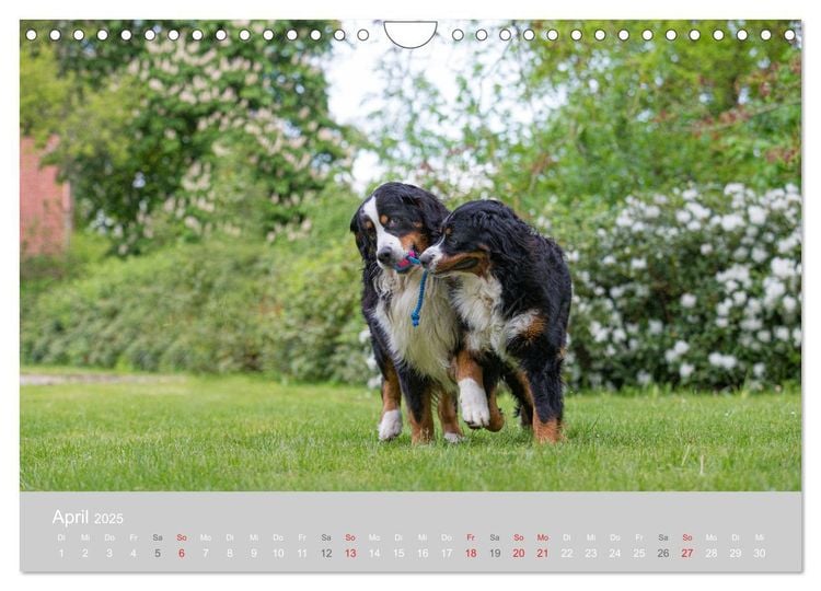 Liebling BERNER SENNENHUND (Wandkalender 2024 DIN A4 quer), CALVENDO Monatskalender