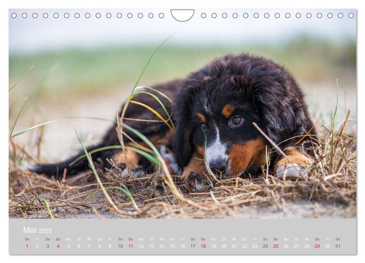 Liebling BERNER SENNENHUND (Wandkalender 2024 DIN A4 quer), CALVENDO Monatskalender