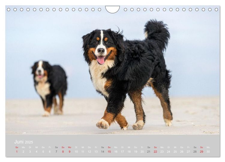 Liebling BERNER SENNENHUND (Wandkalender 2024 DIN A4 quer), CALVENDO Monatskalender