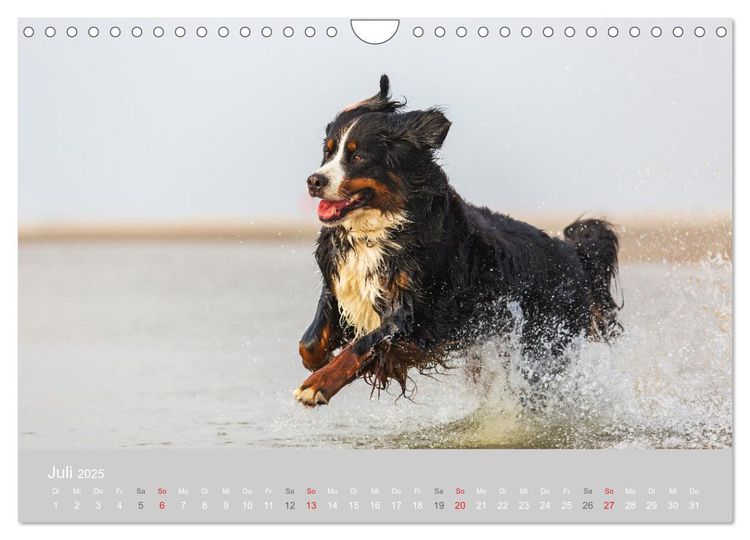 Liebling BERNER SENNENHUND (Wandkalender 2024 DIN A4 quer), CALVENDO Monatskalender