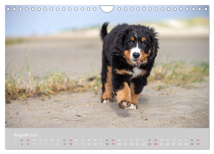 Liebling BERNER SENNENHUND (Wandkalender 2024 DIN A4 quer), CALVENDO Monatskalender