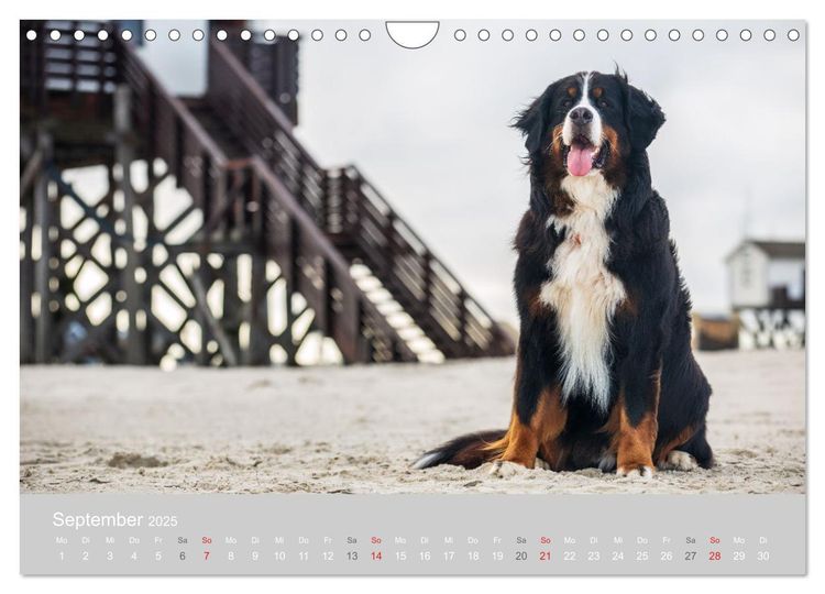 Liebling BERNER SENNENHUND (Wandkalender 2024 DIN A4 quer), CALVENDO Monatskalender