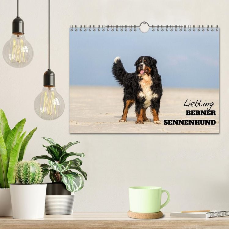 Liebling BERNER SENNENHUND (Wandkalender 2024 DIN A4 quer), CALVENDO Monatskalender