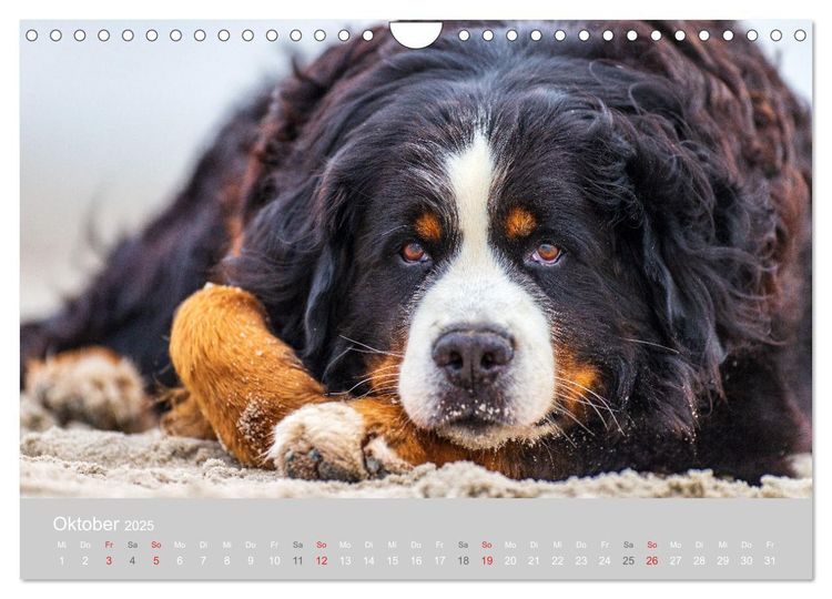 Liebling BERNER SENNENHUND (Wandkalender 2024 DIN A4 quer), CALVENDO Monatskalender