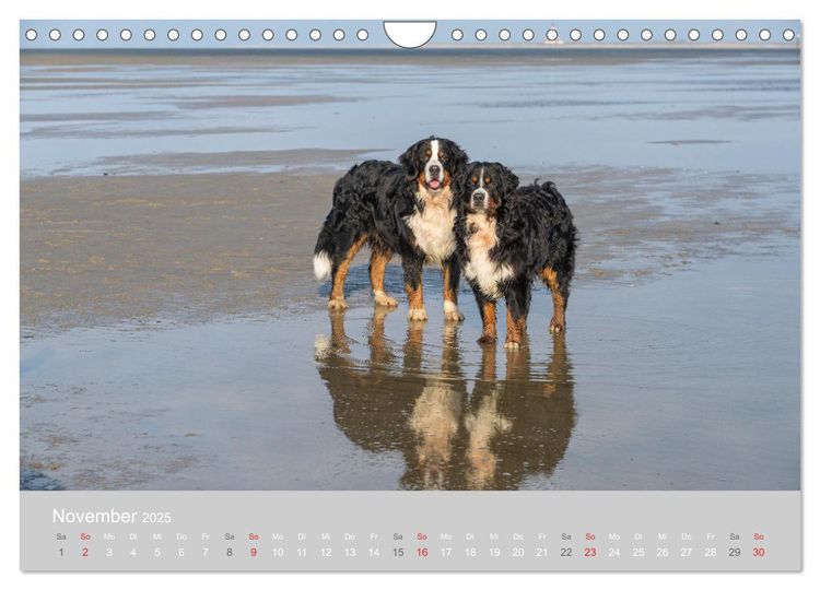 Liebling BERNER SENNENHUND (Wandkalender 2024 DIN A4 quer), CALVENDO Monatskalender