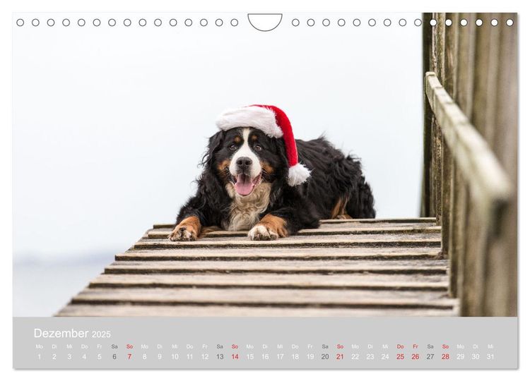 Liebling BERNER SENNENHUND (Wandkalender 2024 DIN A4 quer), CALVENDO Monatskalender