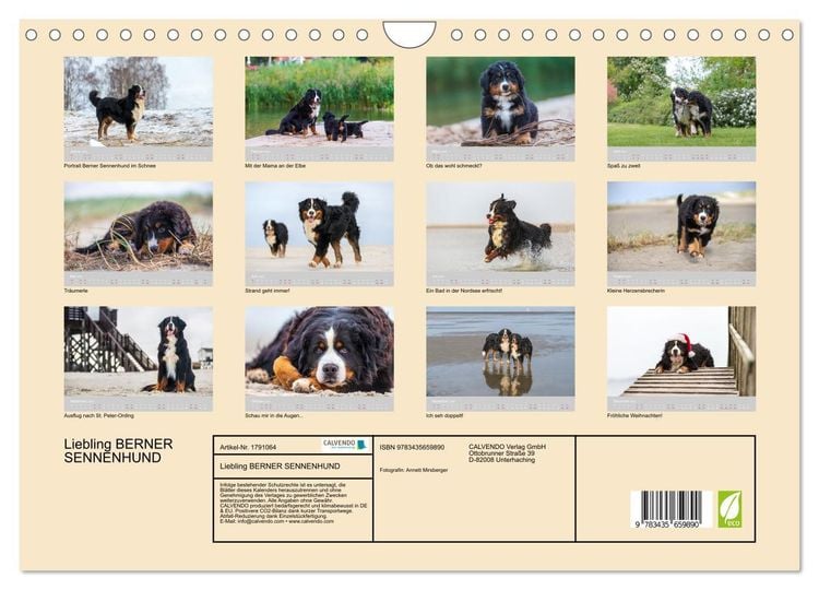 Liebling BERNER SENNENHUND (Wandkalender 2024 DIN A4 quer), CALVENDO Monatskalender