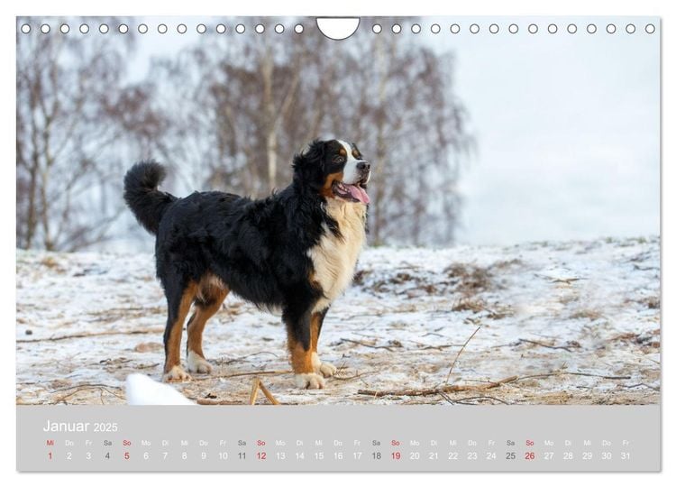 Liebling BERNER SENNENHUND (Wandkalender 2024 DIN A4 quer), CALVENDO Monatskalender