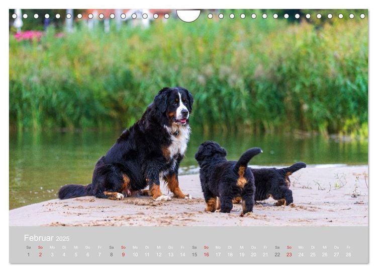 Liebling BERNER SENNENHUND (Wandkalender 2024 DIN A4 quer), CALVENDO Monatskalender