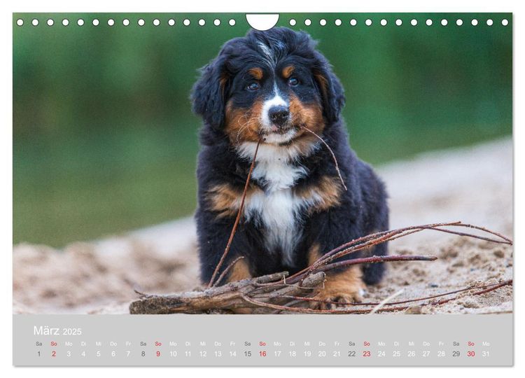Liebling BERNER SENNENHUND (Wandkalender 2024 DIN A4 quer), CALVENDO Monatskalender