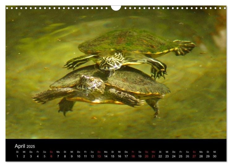 Das Leben der Schildkröten (Wandkalender 2024 DIN A3 quer), CALVENDO Monatskalender