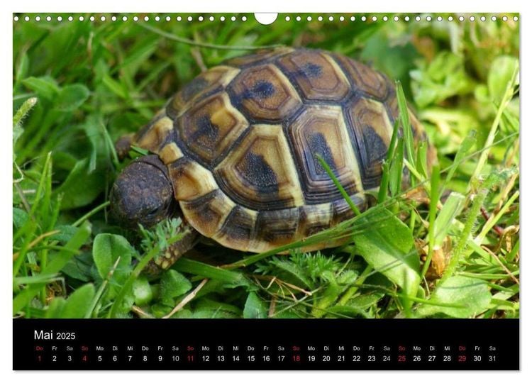 Das Leben der Schildkröten (Wandkalender 2024 DIN A3 quer), CALVENDO Monatskalender