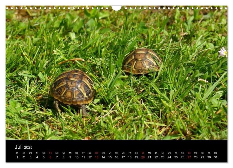 Das Leben der Schildkröten (Wandkalender 2024 DIN A3 quer), CALVENDO Monatskalender