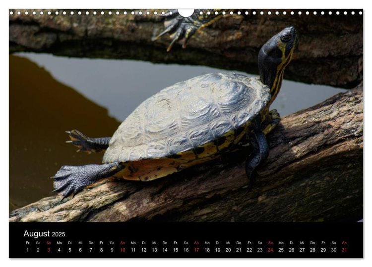 Das Leben der Schildkröten (Wandkalender 2024 DIN A3 quer), CALVENDO Monatskalender