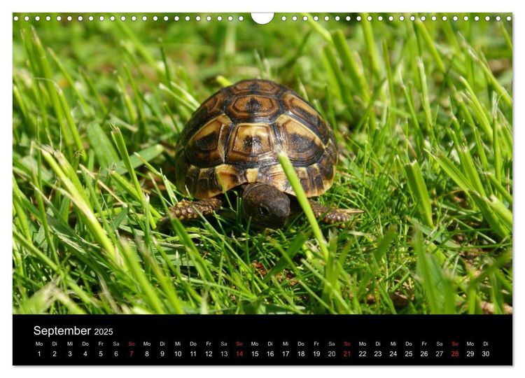 Das Leben der Schildkröten (Wandkalender 2024 DIN A3 quer), CALVENDO Monatskalender