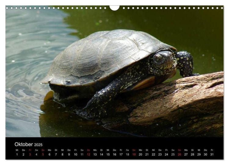 Das Leben der Schildkröten (Wandkalender 2024 DIN A3 quer), CALVENDO Monatskalender