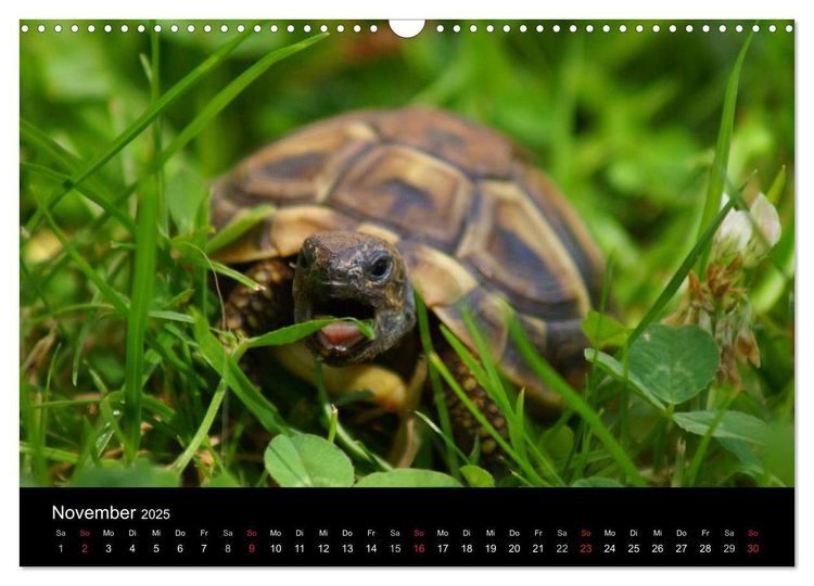 Das Leben der Schildkröten (Wandkalender 2024 DIN A3 quer), CALVENDO Monatskalender