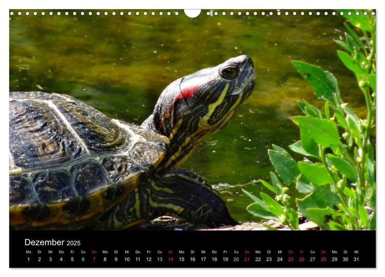 Das Leben der Schildkröten (Wandkalender 2024 DIN A3 quer), CALVENDO Monatskalender