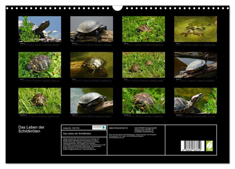 Das Leben der Schildkröten (Wandkalender 2024 DIN A3 quer), CALVENDO Monatskalender