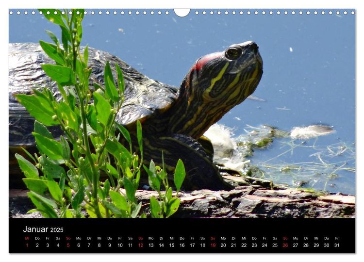 Das Leben der Schildkröten (Wandkalender 2024 DIN A3 quer), CALVENDO Monatskalender