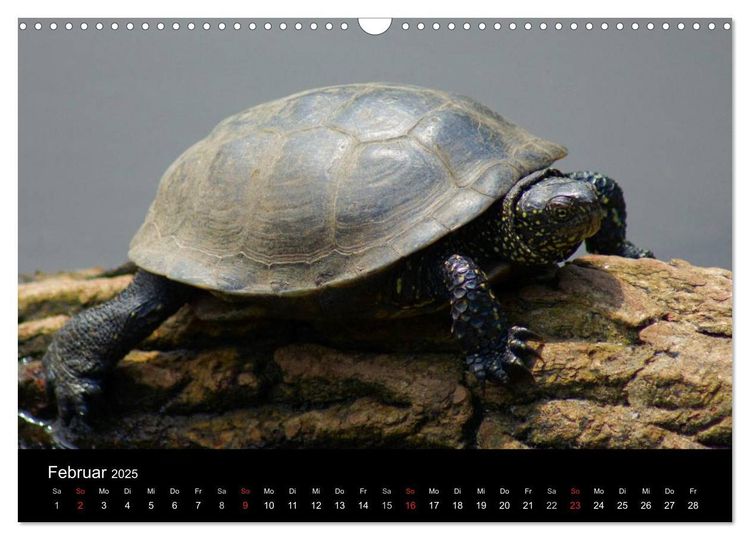 Das Leben der Schildkröten (Wandkalender 2024 DIN A3 quer), CALVENDO Monatskalender