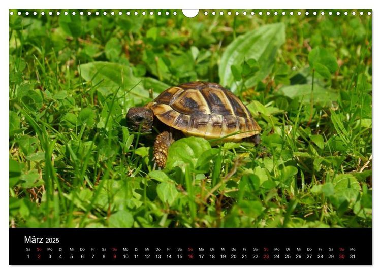 Das Leben der Schildkröten (Wandkalender 2024 DIN A3 quer), CALVENDO Monatskalender
