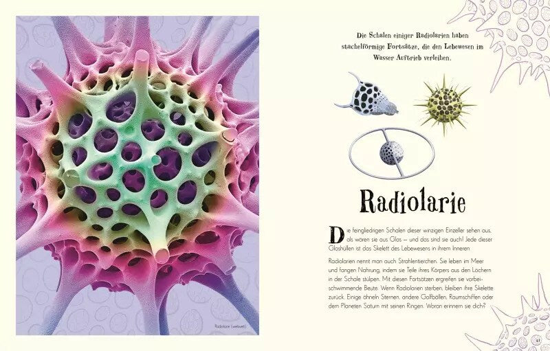 Dorling Kindersley Wundervolle Welt der Natur (Deutsch, 2020, Ben Hoare)