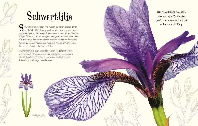 Dorling Kindersley Wundervolle Welt der Natur (Deutsch, 2020, Ben Hoare)