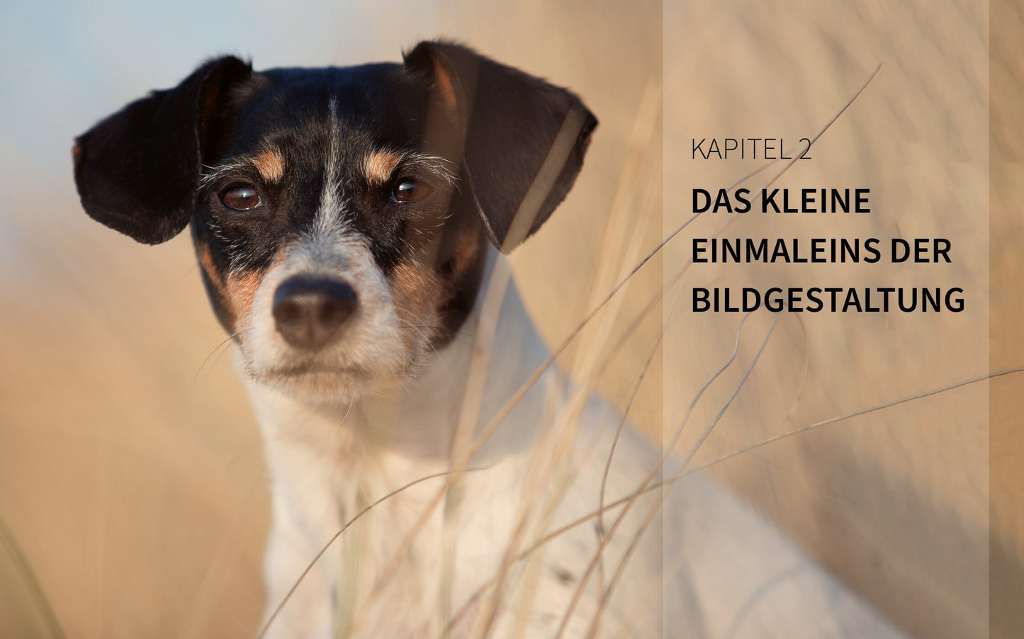 Bildner Haustiere perfekt fotografieren (Deutsch, 2022, Haas Wiebke)