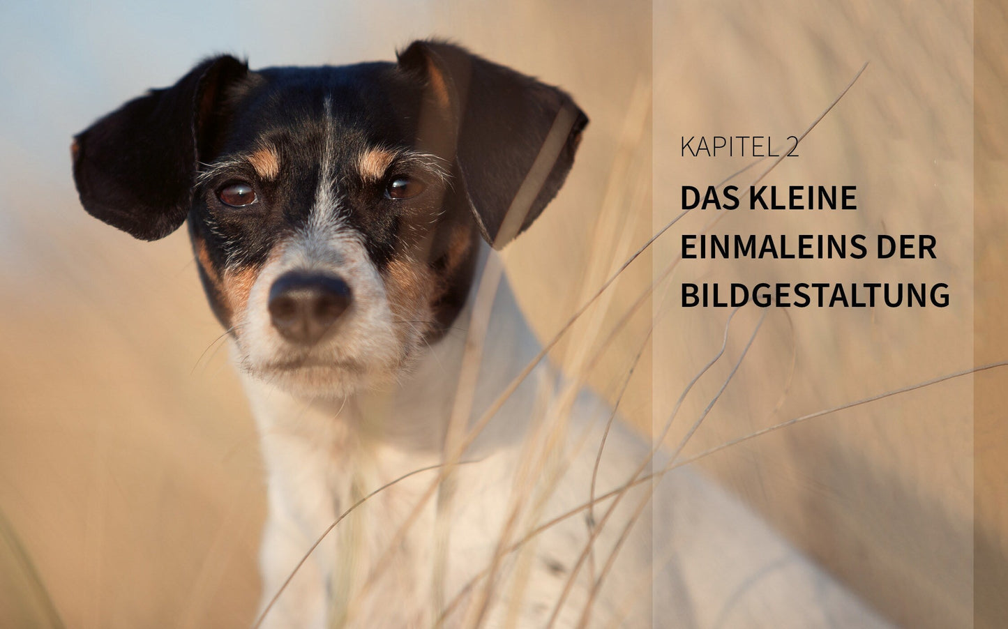 Bildner Haustiere perfekt fotografieren (Deutsch, 2022, Haas Wiebke)