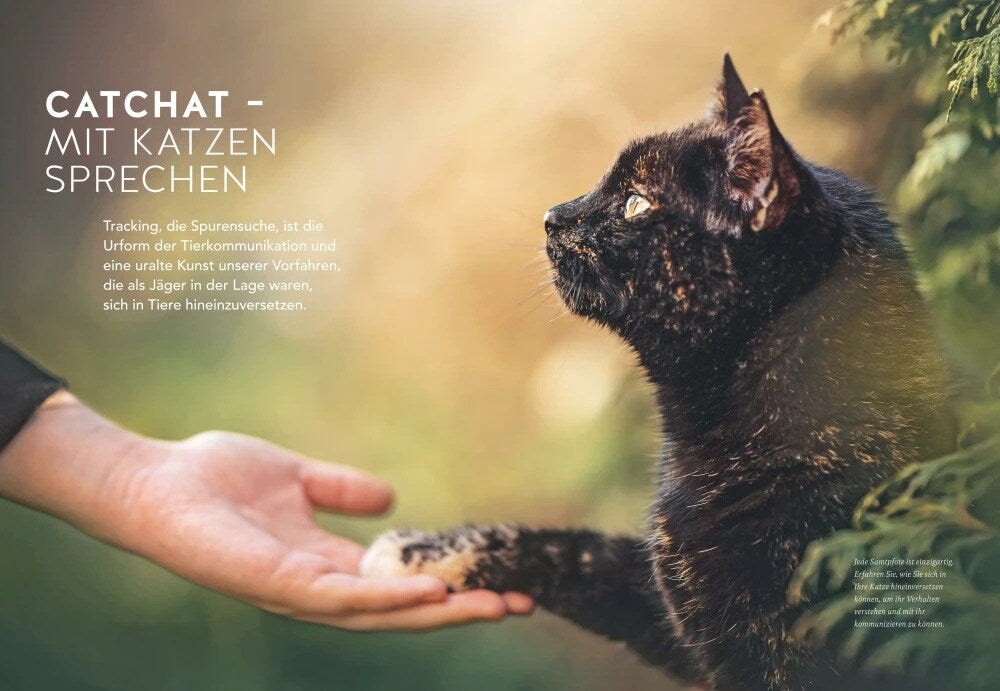 Was will mir meine Katze sagen?
