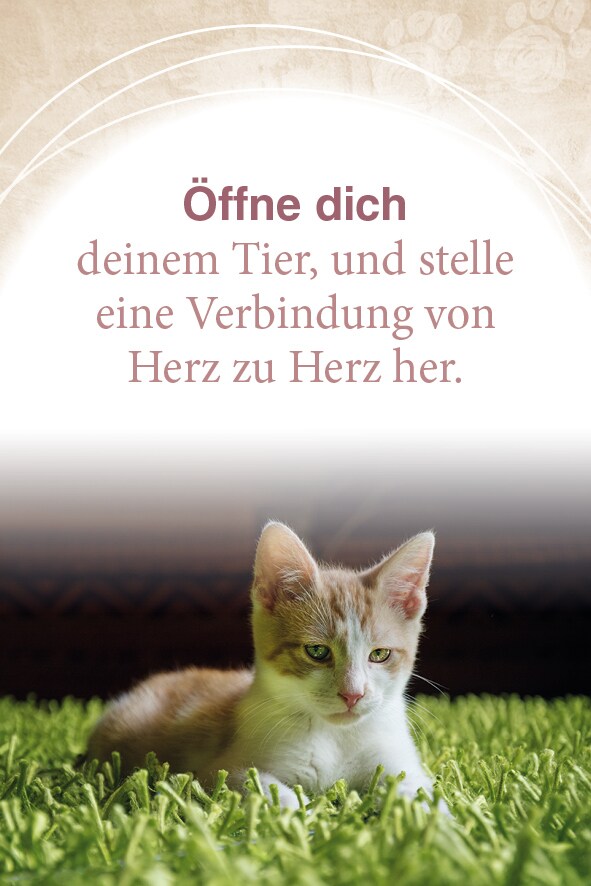 Schirner Mit Tieren kommunizieren (Deutsch, 2022, Abbas Schirmohammadi, Christiane Krieg)