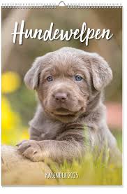 Hundewelpen Posterkalender 2025