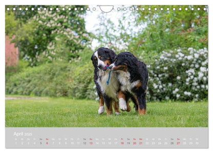 Liebling BERNER SENNENHUND (Wandkalender 2024 DIN A4 quer), CALVENDO Monatskalender