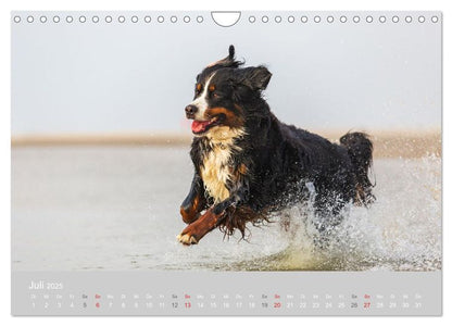 Liebling BERNER SENNENHUND (Wandkalender 2024 DIN A4 quer), CALVENDO Monatskalender