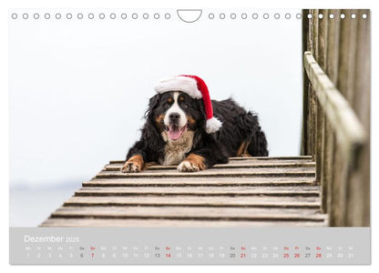 Liebling BERNER SENNENHUND (Wandkalender 2024 DIN A4 quer), CALVENDO Monatskalender