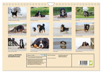 Liebling BERNER SENNENHUND (Wandkalender 2024 DIN A4 quer), CALVENDO Monatskalender