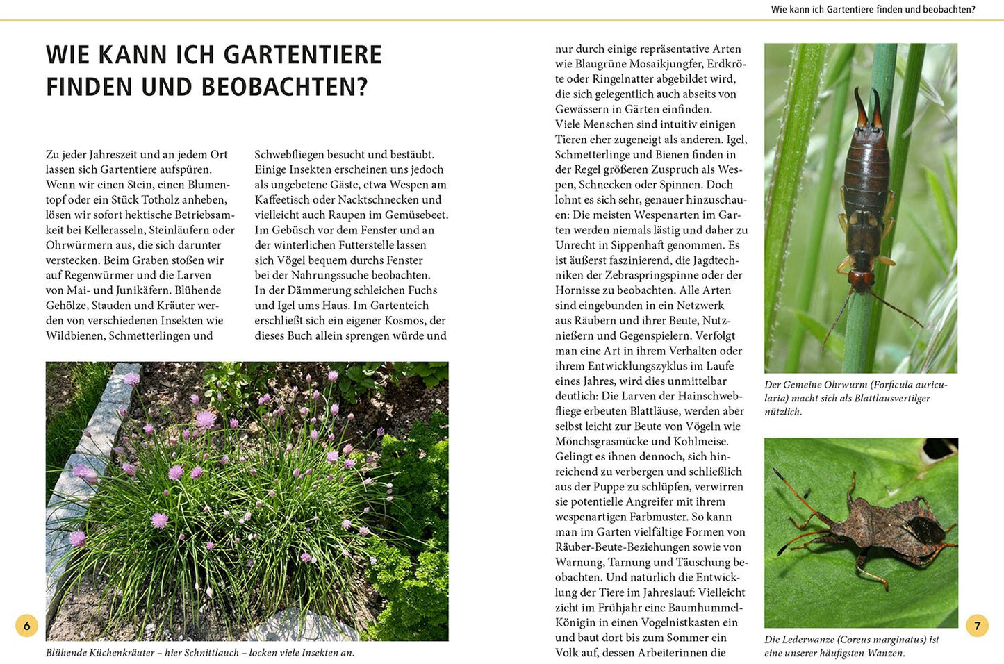 Gartentiere lebensgross