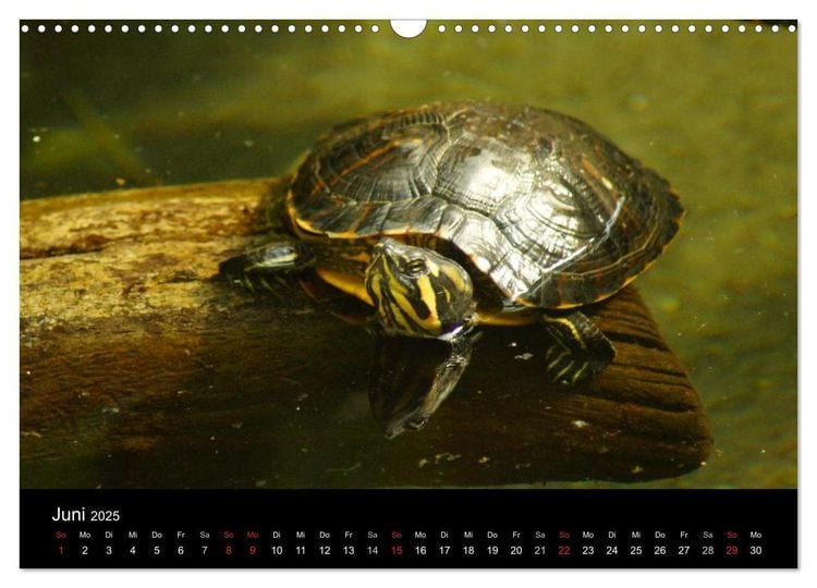 Das Leben der Schildkröten (Wandkalender 2024 DIN A3 quer), CALVENDO Monatskalender