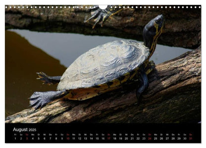 Das Leben der Schildkröten (Wandkalender 2024 DIN A3 quer), CALVENDO Monatskalender