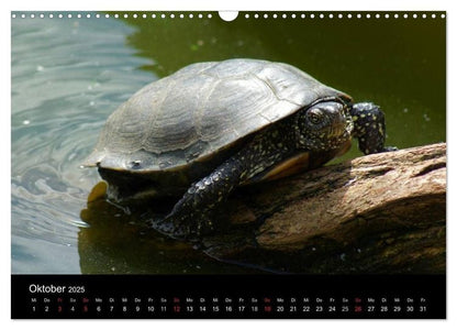 Das Leben der Schildkröten (Wandkalender 2024 DIN A3 quer), CALVENDO Monatskalender