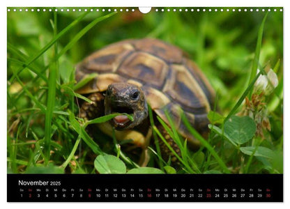 Das Leben der Schildkröten (Wandkalender 2024 DIN A3 quer), CALVENDO Monatskalender