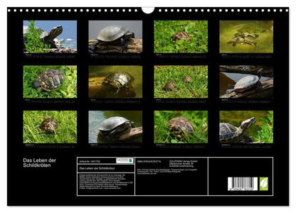 Das Leben der Schildkröten (Wandkalender 2024 DIN A3 quer), CALVENDO Monatskalender