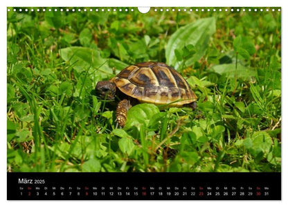 Das Leben der Schildkröten (Wandkalender 2024 DIN A3 quer), CALVENDO Monatskalender