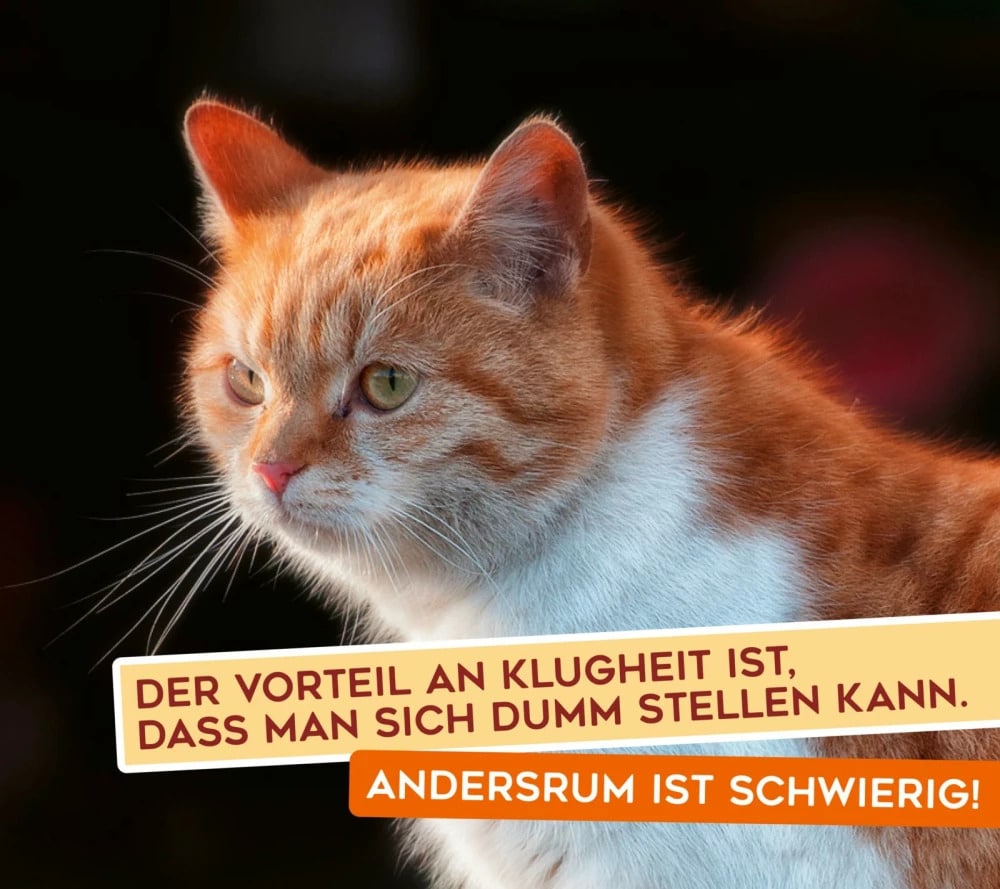 Uli Stein - Für echte Katzenfreunde
