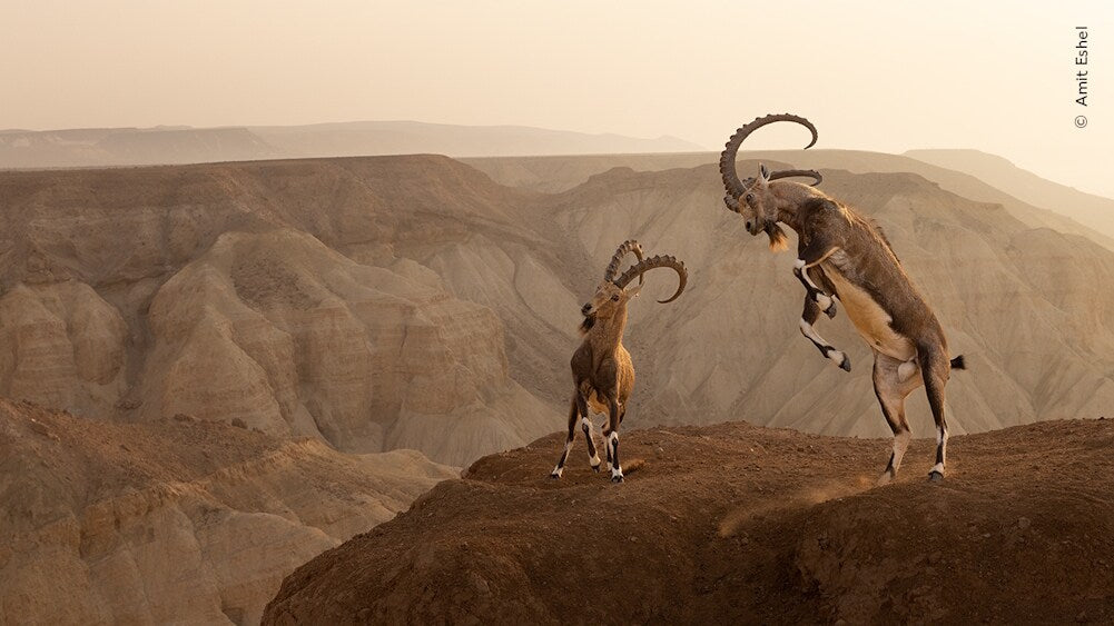 Knesebeck Wildlife Fotografien des Jahres - Portfolio 33 (Deutsch, 2023, Ulrike Kretschmer, Natural History Museum)