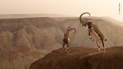 Knesebeck Wildlife Fotografien des Jahres - Portfolio 33 (Deutsch, 2023, Ulrike Kretschmer, Natural History Museum)