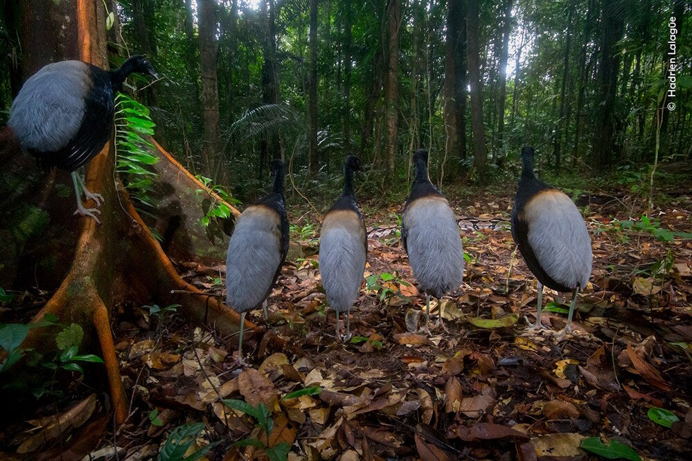 Knesebeck Wildlife Fotografien des Jahres - Portfolio 33 (Deutsch, 2023, Ulrike Kretschmer, Natural History Museum)