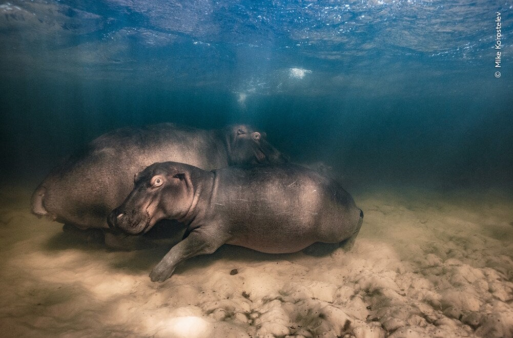 Knesebeck Wildlife Fotografien des Jahres - Portfolio 33 (Deutsch, 2023, Ulrike Kretschmer, Natural History Museum)