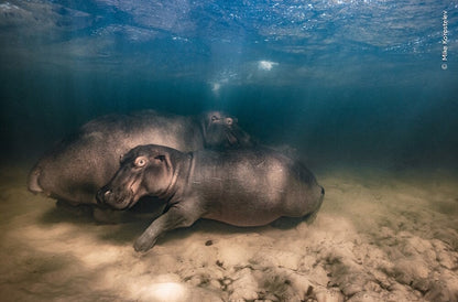 Knesebeck Wildlife Fotografien des Jahres - Portfolio 33 (Deutsch, 2023, Ulrike Kretschmer, Natural History Museum)